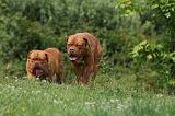 DOGUE DE BORDEAUX 304